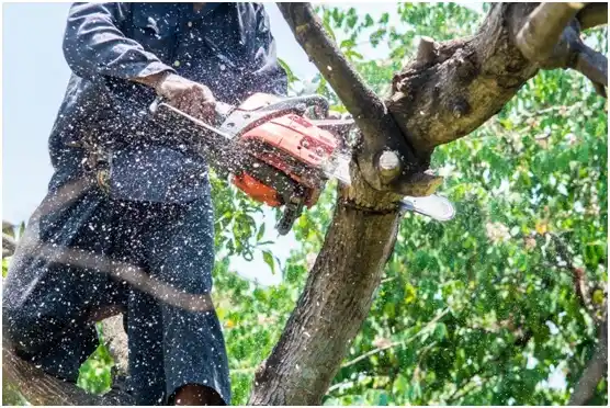 tree services Eddystone